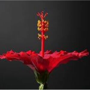 Meet your Posher, Alisha